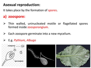 Asexual reproduction:
It takes place by the formation of spores.
a) zoospore:
 Thin walled, uninucleated motile or flagellated spores
formed inside zoosporangium.
 Each zoospore germinate into a new mycelium.
 E.g. Pythium, Albugo
 