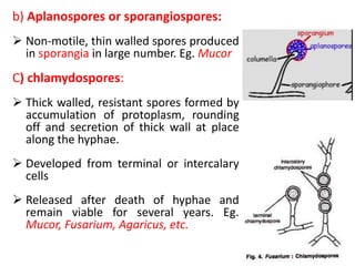 b) Aplanospores or sporangiospores:
 Non-motile, thin walled spores produced
in sporangia in large number. Eg. Mucor
C) chlamydospores:
 Thick walled, resistant spores formed by
accumulation of protoplasm, rounding
off and secretion of thick wall at place
along the hyphae.
 Developed from terminal or intercalary
cells
 Released after death of hyphae and
remain viable for several years. Eg.
Mucor, Fusarium, Agaricus, etc.
 