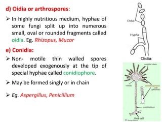 d) Oidia or arthrospores:
 In highly nutritious medium, hyphae of
some fungi split up into numerous
small, oval or rounded fragments called
oidia. Eg. Rhizopus, Mucor
e) Conidia:
 Non- motile thin walled spores
developed exogenously at the tip of
special hyphae called conidiophore.
 May be formed singly or in chain
 Eg. Aspergillus, Penicillium
 