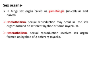 Sex organs-
 In fungi sex organ called as gametangia (unicellular and
naked)
 Homothallism- sexual reproduction may occur in the sex
organs formed on different hyphae of same mycelium.
 Heterothallism- sexual reproduction involves sex organ
formed on hyphae of 2 different mycelia.
 