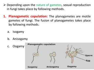  Depending upon the nature of gametes, sexual reproduction
in fungi takes place by following methods.
1. Planogametic copulation: The planogametes are motile
gametes of fungi. The fusion of planogametes takes place
by following methods.
a. Isogamy
b. Anisogamy
c. Oogamy
 