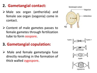 2. Gametangial contact:
 Male sex organ (antheridia) and
female sex organ (oogonia) come in
contact.
 Content of male gametes passes to
female gametes through fertilization
tube to form oospore.
3. Gametangial copulation:
 Male and female gametangia fuse
directly resulting in the formation of
thick walled zygospore.
 
