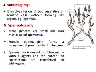 4. somatogamy:
 It involves fusion of two vegetative or
somatic cells without forming sex
organs. Eg. Agaricus.
5. Spermatogamy:
 Male gametes are small and non
motile called spermatia.
 Female gametangium forms a
receptive outgrowth called trichogyne.
 Spermatium is carried to trichogyne by
various agents and the content of
spermatium are transferred to
trichogyne.
 