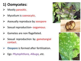 1) Oomycetes:
 Mostly parasitic.
 Mycelium is coenocytic.
 Asexually reproduce by zoospore
 Sexual reproduction- oogamous.
 Gametes are non flagellated.
 Sexual reproduction by gametangial
contact.
 Oospore is formed after fertilization.
 Egs: Phytophthora, Albugo, etc.
 