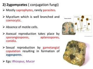2) Zygomycetes ( conjugation fungi)
 Mostly saprophytes, rarely parasites.
 Mycelium which is well branched and
coenocytic.
 Absence of motile cells.
 Asexual reproduction takes place by
sporangiospores, aplanospores,
conidia.
 Sexual reproduction by gametangial
copulation resulting in formation of
zygospores.
 Egs: Rhizopus, Mucor
 