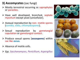 3) Ascomycetes (sac fungi)
 Mostly terrestrial occurring as saprophytes
or parasites.
 Have well developed, branched, septate
mycelium except yeast (unicellular).
 Asexual reproduction by non- motile spores
(conidia, oidia, chlamydospores).
 Sexual reproduction by gametangial
copulation or gametangial contact.
 Produce sexual spores (ascospores) within
sac like ascus.
 Absence of motile cells.
 Egs. Saccharomyces, Penicillium, Aspergillus
 