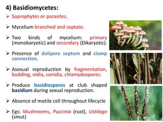 4) Basidiomycetes:
 Saprophytes or parasites.
 Mycelium branched and septate.
 Two kinds of mycelium: primary
(monokaryotic) and secondary (Dikaryotic).
 Presence of dolipore septum and clamp
connection.
 Asexual reproduction by fragmentation,
budding, oidia, conidia, chlamydospores.
 Produce basidiospores at club shaped
basidium during sexual reproduction.
 Absence of motile cell throughout lifecycle
 Egs: Mushrooms, Puccinia (rust), Ustilago
(smut)
 