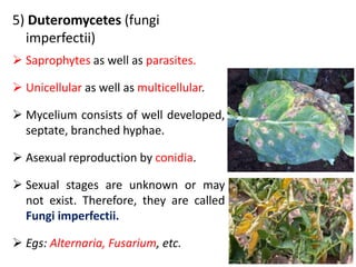 5) Duteromycetes (fungi
imperfectii)
 Saprophytes as well as parasites.
 Unicellular as well as multicellular.
 Mycelium consists of well developed,
septate, branched hyphae.
 Asexual reproduction by conidia.
 Sexual stages are unknown or may
not exist. Therefore, they are called
Fungi imperfectii.
 Egs: Alternaria, Fusarium, etc.
 