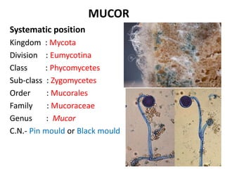 MUCOR
Systematic position
Kingdom : Mycota
Division : Eumycotina
Class : Phycomycetes
Sub-class : Zygomycetes
Order : Mucorales
Family : Mucoraceae
Genus : Mucor
C.N.- Pin mould or Black mould
 