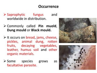 Occurrence
 Saprophytic fungus and
worldwide in distribution.
 Commonly called Pin muold,
Dung mould or Black mould.
 It occurs on bread, jams, cheese,
pickles, animal dung, rotten
fruits, decaying vegetables,
leather, humus soil and other
organic materials.
 Some species grows as
facultative parasite.
 