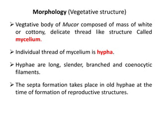 Morphology (Vegetative structure)
 Vegtative body of Mucor composed of mass of white
or cottony, delicate thread like structure Called
mycelium.
 Individual thread of mycelium is hypha.
 Hyphae are long, slender, branched and coenocytic
filaments.
 The septa formation takes place in old hyphae at the
time of formation of reproductive structures.
 