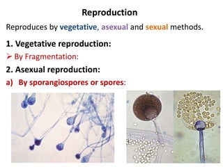 Reproduction
Reproduces by vegetative, asexual and sexual methods.
1. Vegetative reproduction:
 By Fragmentation:
2. Asexual reproduction:
a) By sporangiospores or spores:
 