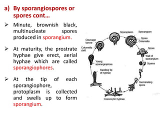 a) By sporangiospores or
spores cont…
 Minute, brownish black,
multinucleate spores
produced in sporangium.
 At maturity, the prostrate
hyphae give erect, aerial
hyphae which are called
sporangiophores.
 At the tip of each
sporangiophore,
protoplasm is collected
and swells up to form
sporangium.
 