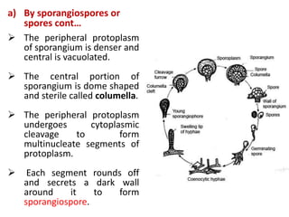 a) By sporangiospores or
spores cont…
 The peripheral protoplasm
of sporangium is denser and
central is vacuolated.
 The central portion of
sporangium is dome shaped
and sterile called columella.
 The peripheral protoplasm
undergoes cytoplasmic
cleavage to form
multinucleate segments of
protoplasm.
 Each segment rounds off
and secrets a dark wall
around it to form
sporangiospore.
 