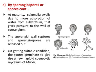a) By sporangiospores or
spores cont…
 At maturity, columella swells
due to more absorption of
water from substratum, that
gives pressure to the wall of
sporangium.
 The sporangial wall ruptures
and sporangiospores are
released out.
 On getting suitable condition,
the spores germinate to give
rise a new haploid coenocytic
mycelium of Mucor.
 