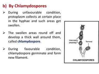 b) By Chlamydospores
 During unfavourable condition,
protoplasm collects at certain place
in the hyphae and such areas get
swollen.
 The swollen areas round off and
develop a thick wall around them,
called chlamydospore.
 During favourable condition,
chlamydospore germinate and form
new filament.
 