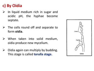 c) By Oidia
 In liquid medium rich in sugar and
acidic pH, the hyphae become
septate.
 The cells round off and separate to
form oidia.
 When taken into solid medium,
oidia produce new mycelium.
 Oidia again can multiply by budding.
This stage is called torulla stage.
 