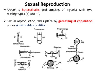 Sexual Reproduction
 Mucor is heterothallic and consists of mycelia with two
mating types (+) and (-).
 Sexual reproduction takes place by gametangial copulation
under unfavorable condition.
 