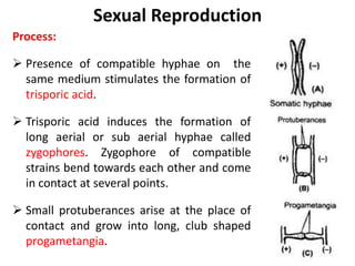 Sexual Reproduction
Process:
 Presence of compatible hyphae on the
same medium stimulates the formation of
trisporic acid.
 Trisporic acid induces the formation of
long aerial or sub aerial hyphae called
zygophores. Zygophore of compatible
strains bend towards each other and come
in contact at several points.
 Small protuberances arise at the place of
contact and grow into long, club shaped
progametangia.
 