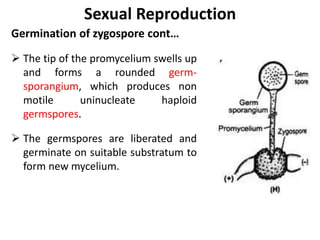 Sexual Reproduction
Germination of zygospore cont…
 The tip of the promycelium swells up
and forms a rounded germ-
sporangium, which produces non
motile uninucleate haploid
germspores.
 The germspores are liberated and
germinate on suitable substratum to
form new mycelium.
 