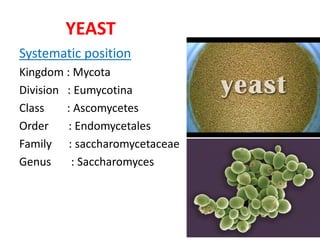 YEAST
Systematic position
Kingdom : Mycota
Division : Eumycotina
Class : Ascomycetes
Order : Endomycetales
Family : saccharomycetaceae
Genus : Saccharomyces
 