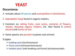 YEAST
Occurrence:
 Includes about 30 species and cosmopolitan in distribution.
 Saprophytic fungi found in organic matters.
 Common on rotting fruits, cane juices, nectaries of flowers,
sweets, decaying organic matters, etc. Also found in animal
excreta and humus of soil.
 Some species are parasitic to plants and animals.
3 types-
 budding yeast (Saccharomyces)
 fission yeast (Schizosaccharomyces)
 halobial yeast ( both budding and fission) Saccharomycoides
 