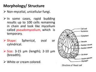 Morphology/ Structure
 Non-mycelial, unicellular fungi.
 In some cases, rapid budding
results up to 100 cells remaining
in chain and look like mycelium
called pseudomycelium, which is
temporary.
 Shape: Spherical, oval or
cylindrical.
 Size: 3-15 µm (length); 2-10 µm
(breadth).
 White or cream colored.
 