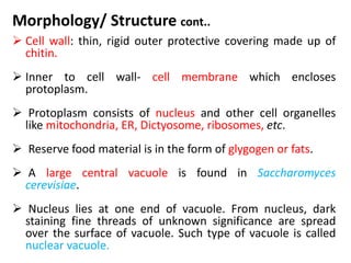 Morphology/ Structure cont..
 Cell wall: thin, rigid outer protective covering made up of
chitin.
 Inner to cell wall- cell membrane which encloses
protoplasm.
 Protoplasm consists of nucleus and other cell organelles
like mitochondria, ER, Dictyosome, ribosomes, etc.
 Reserve food material is in the form of glygogen or fats.
 A large central vacuole is found in Saccharomyces
cerevisiae.
 Nucleus lies at one end of vacuole. From nucleus, dark
staining fine threads of unknown significance are spread
over the surface of vacuole. Such type of vacuole is called
nuclear vacuole.
 