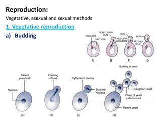 Reproduction:
Vegetative, asexual and sexual methods
1. Vegetative reproduction
a) Budding
 