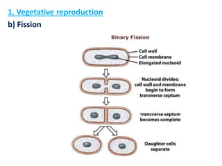 1. Vegetative reproduction
b) Fission
 