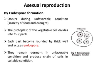 Asexual reproduction
By Endospore formation
 Occurs during unfavorable condition
(scarcity of food and drought).
 The protoplast of the vegetative cell divides
into four parts.
 Each part become rounded by thick wall
and acts as endospore.
 They remain dormant in unfavorable
condition and produce chain of cells in
suitable condition.
 