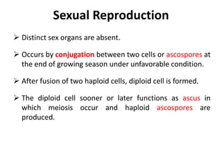 Sexual Reproduction
 Distinct sex organs are absent.
 Occurs by conjugation between two cells or ascospores at
the end of growing season under unfavorable condition.
 After fusion of two haploid cells, diploid cell is formed.
 The diploid cell sooner or later functions as ascus in
which meiosis occur and haploid ascospores are
produced.
 