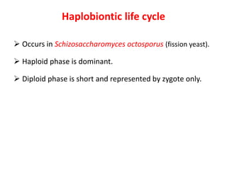 Haplobiontic life cycle
 Occurs in Schizosaccharomyces octosporus (fission yeast).
 Haploid phase is dominant.
 Diploid phase is short and represented by zygote only.
 