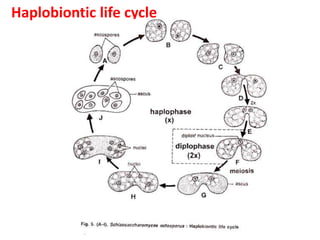 Haplobiontic life cycle
 