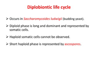 Diplobiontic life cycle
 Occurs in Saccharomycoides ludwigii (budding yeast).
 Diploid phase is long and dominant and represented by
somatic cells.
 Haploid somatic cells cannot be observed.
 Short haploid phase is represented by ascospores.
 
