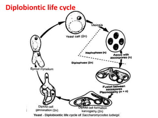Diplobiontic life cycle
 