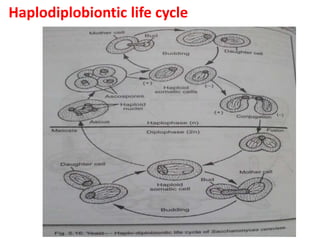 Haplodiplobiontic life cycle
 