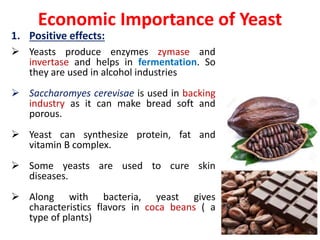 Economic Importance of Yeast
1. Positive effects:
 Yeasts produce enzymes zymase and
invertase and helps in fermentation. So
they are used in alcohol industries
 Saccharomyes cerevisae is used in backing
industry as it can make bread soft and
porous.
 Yeast can synthesize protein, fat and
vitamin B complex.
 Some yeasts are used to cure skin
diseases.
 Along with bacteria, yeast gives
characteristics flavors in coca beans ( a
type of plants)
 