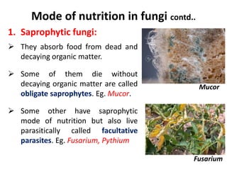 Mode of nutrition in fungi contd..
1. Saprophytic fungi:
 They absorb food from dead and
decaying organic matter.
 Some of them die without
decaying organic matter are called
obligate saprophytes. Eg. Mucor.
 Some other have saprophytic
mode of nutrition but also live
parasitically called facultative
parasites. Eg. Fusarium, Pythium
Mucor
Fusarium
 