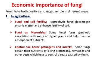 Economic importance of fungi
Fungi have both positive and negative role in different areas.
1. In agriculture:
 Fungi and soil fertility: saprophytic fungi decompose
organic matter and enhance fertility of soil.
 Fungi as Mycorrhiza: Some fungi form symbiotic
association with roots of higher plants and help them in
absorption of nutrients.
 Control soil borne pathogens and insects: Some fungi
obtain their nutrients by killing protozoans, nematods and
other pests which help to control disease caused by them.
 