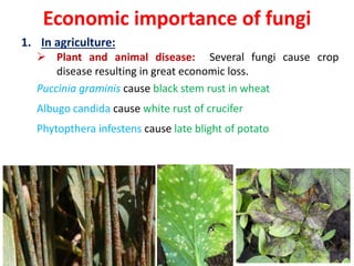 Economic importance of fungi
1. In agriculture:
 Plant and animal disease: Several fungi cause crop
disease resulting in great economic loss.
Puccinia graminis cause black stem rust in wheat
Albugo candida cause white rust of crucifer
Phytopthera infestens cause late blight of potato
 
