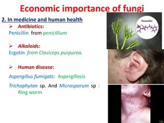 Economic importance of fungi
2. In medicine and human health
 Antibiotics:
Penicillin from penicillium
 Alkaloids:
Ergotin from Claviceps purpurea.
 Human disease:
Aspergillus fumigats: Aspergillosis
Trichophyton sp. And Microsporum sp :
Ring worm
 