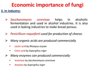 Economic importance of fungi
3. In industry:
 Saccharomyces cerevisae helps in alcoholic
fermentation and used in alcohol industries. It is also
used in baking industries to make bread porous.
 Penicillium roqueforti used for production of cheese.
 Many organic acids are produced commercially
 Lactic acid by Rhizopus oryzae
 Citric acid by Aspergillus niger
 Many enzymes can produced commercially
 Invertase by Saccharomyces cerevisae
 Amylase by Aspergillus niger
 