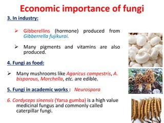 Economic importance of fungi
3. In industry:
 Gibberellins (hormone) produced from
Gibberrella fujikuroi.
 Many pigments and vitamins are also
produced.
4. Fungi as food:
 Many mushrooms like Agaricus campestris, A.
bisporous, Morchella, etc. are edible.
5. Fungi in academic works : Neurospora
6. Cordyceps sinensis (Yarsa gumba) is a high value
medicinal fungus and commonly called
caterpillar fungi.
 