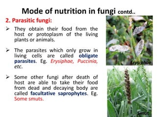 Mode of nutrition in fungi contd..
2. Parasitic fungi:
 They obtain their food from the
host or protoplasm of the living
plants or animals.
 The parasites which only grow in
living cells are called obligate
parasites. Eg. Erysiphae, Puccinia,
etc.
 Some other fungi after death of
host are able to take their food
from dead and decaying body are
called facultative saprophytes. Eg.
Some smuts.
Erysiphae
Smut
 
