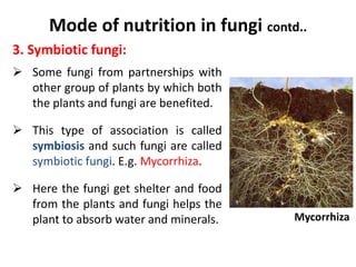 Mode of nutrition in fungi contd..
3. Symbiotic fungi:
 Some fungi from partnerships with
other group of plants by which both
the plants and fungi are benefited.
 This type of association is called
symbiosis and such fungi are called
symbiotic fungi. E.g. Mycorrhiza.
 Here the fungi get shelter and food
from the plants and fungi helps the
plant to absorb water and minerals. Mycorrhiza
 
