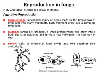 Reproduction in fungi:
 By vegetative, asexual and sexual methods.
Vegetative Reproduction
a) Fragmentation: mechanical injury or decay leads to the breakdown of
mycelium into many fragments. Each fragment grow into a complete
mycelium.
b) Budding: Parent cell produces a small protuberance and grow into a
bud. Bud later detached and forms a new individual. It is common in
yeast.
c) Fission: Cells of unicellular fungi divide into two daughter cells
amitotically.
 
