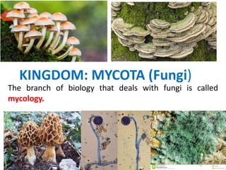 KINGDOM: MYCOTA (Fungi)
The branch of biology that deals with fungi is called
mycology.
 
