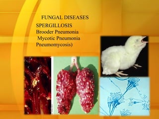 FUNGAL DISEASES
SPERGILLOSIS
Brooder Pneumonia
Mycotic Pneumonia
Pneumomycosis)
 