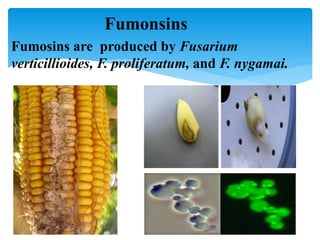 Fumonsins
Fumosins are produced by Fusarium
verticillioides, F. proliferatum, and F. nygamai.
 
